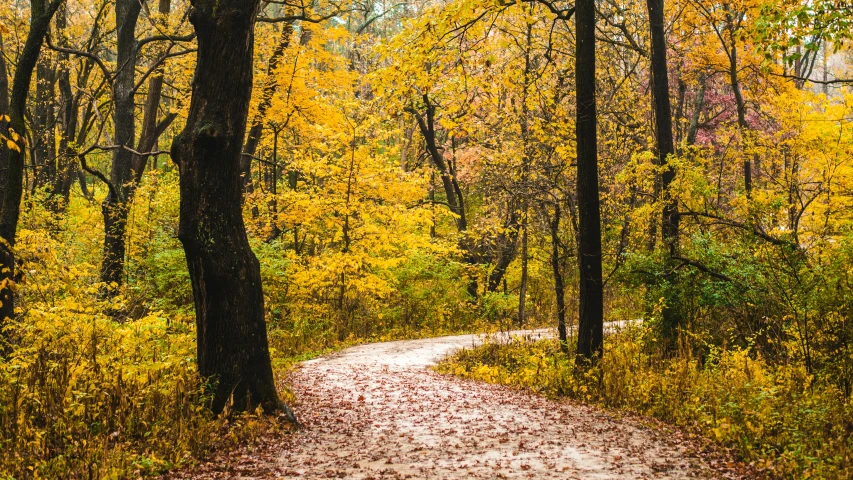 a view down a trail in the woods