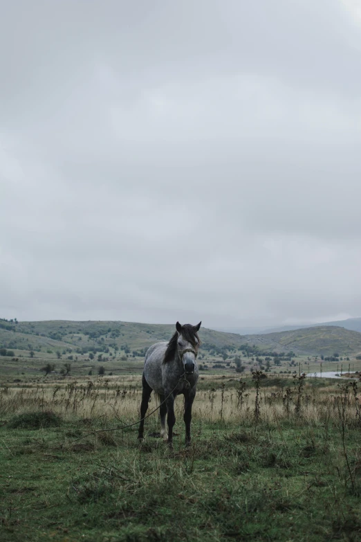 a gray horse stands in a field in the distance is a green hill