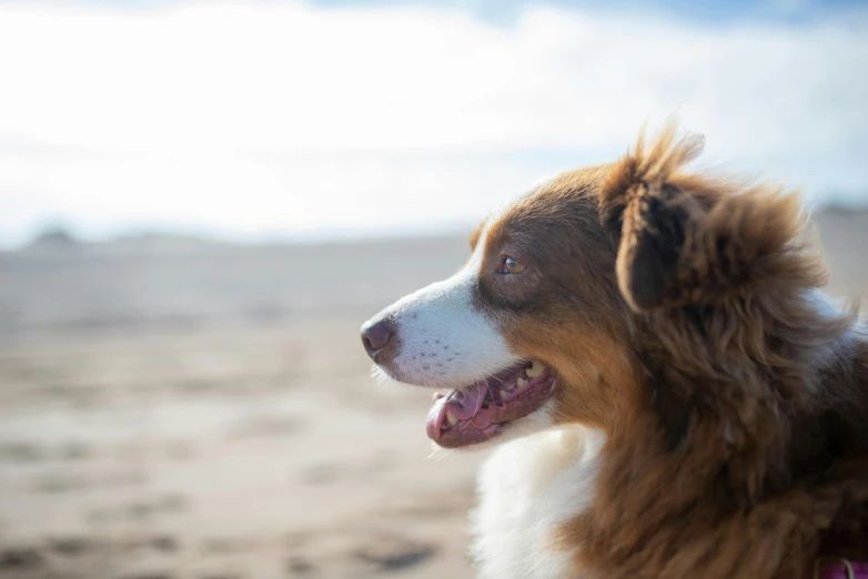 a brown and white dog panting at the beach