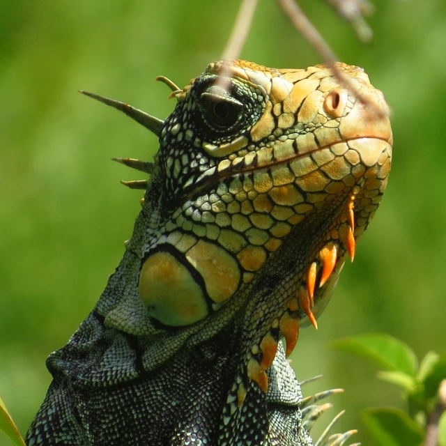 the lizard is laying on the nch of a tree