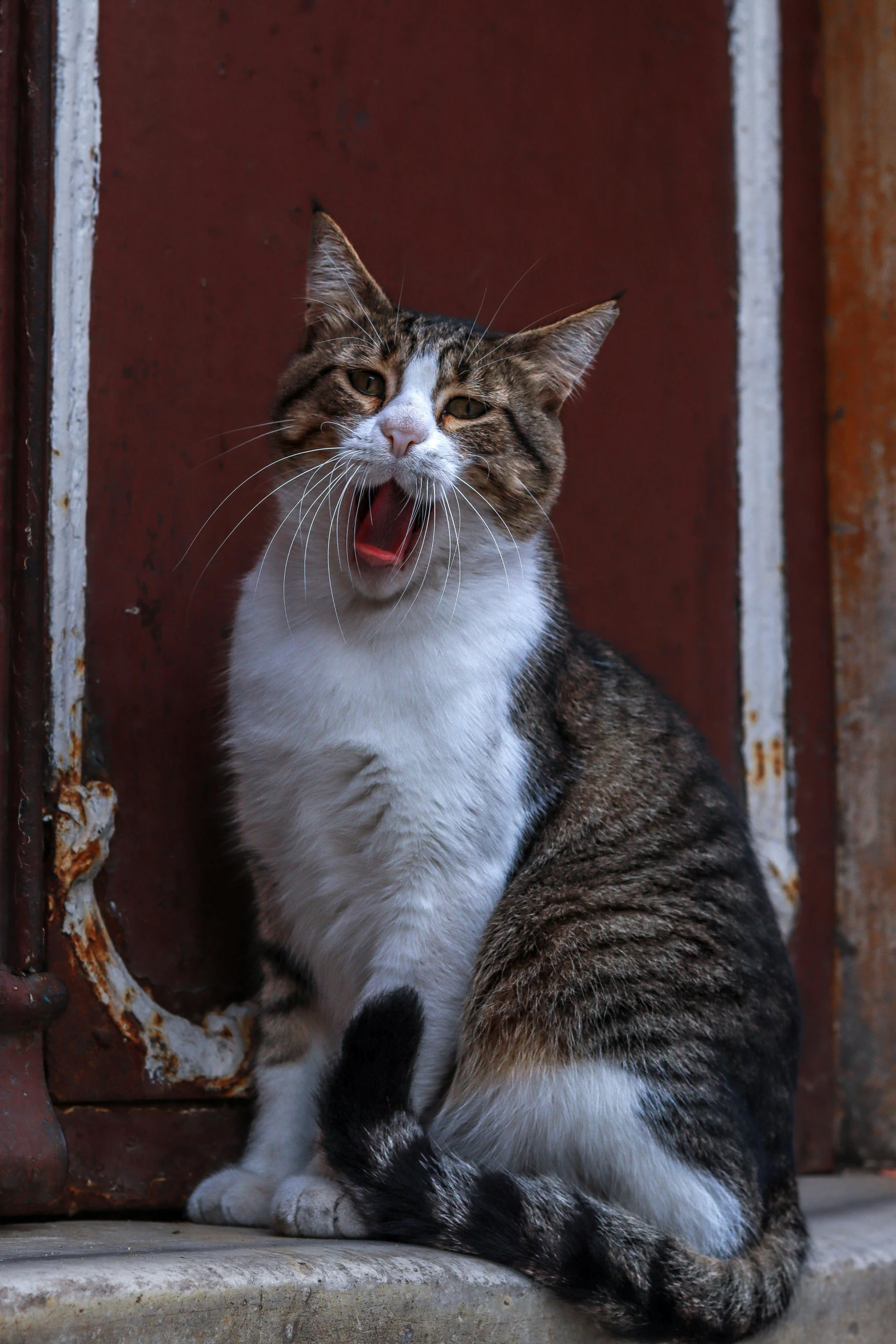 a cat with an open mouth is outside