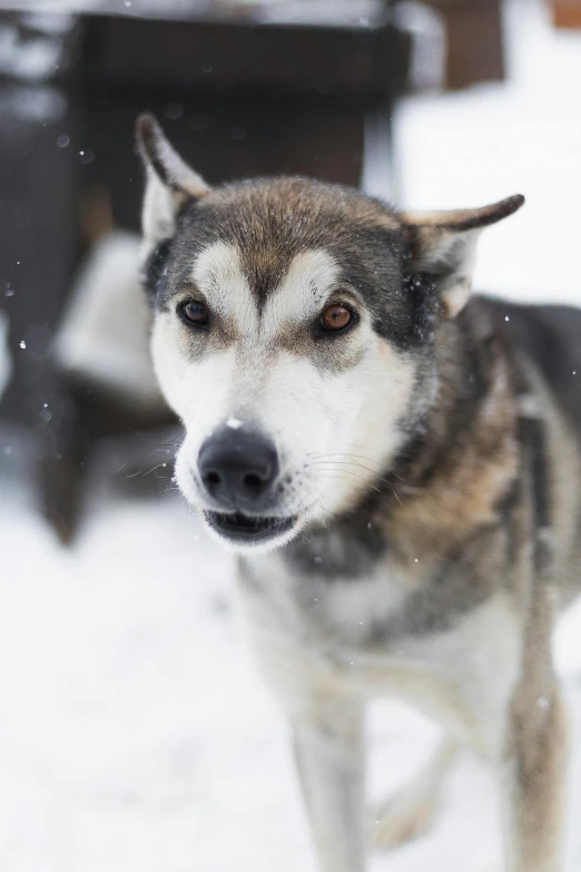 this is a husky dog outside in the snow