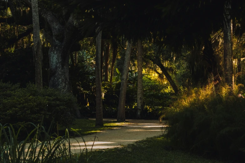 the road is dimly lit by the tall trees