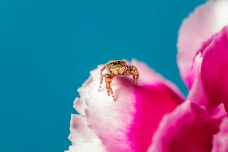 a bee is sitting on the top of a flower