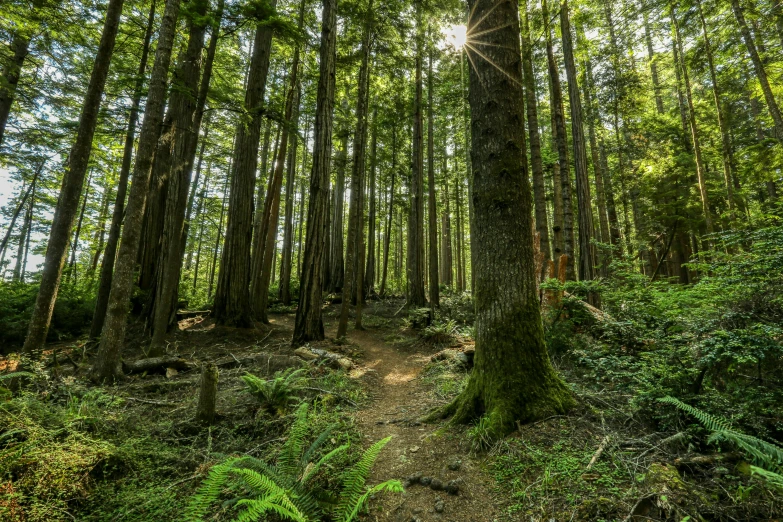 a dirt path going between trees and forest