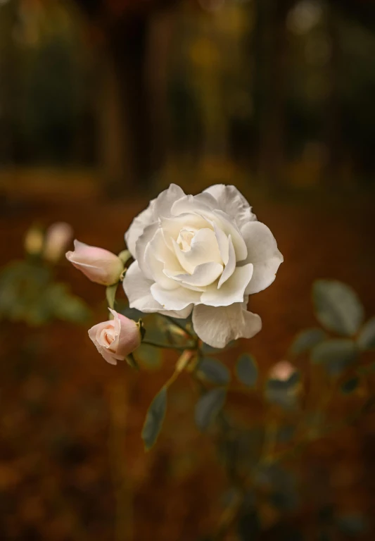 a single white rose is blooming in the garden