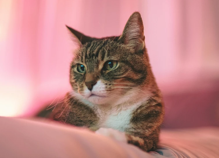 the cat is sitting on a bed with its eyes closed