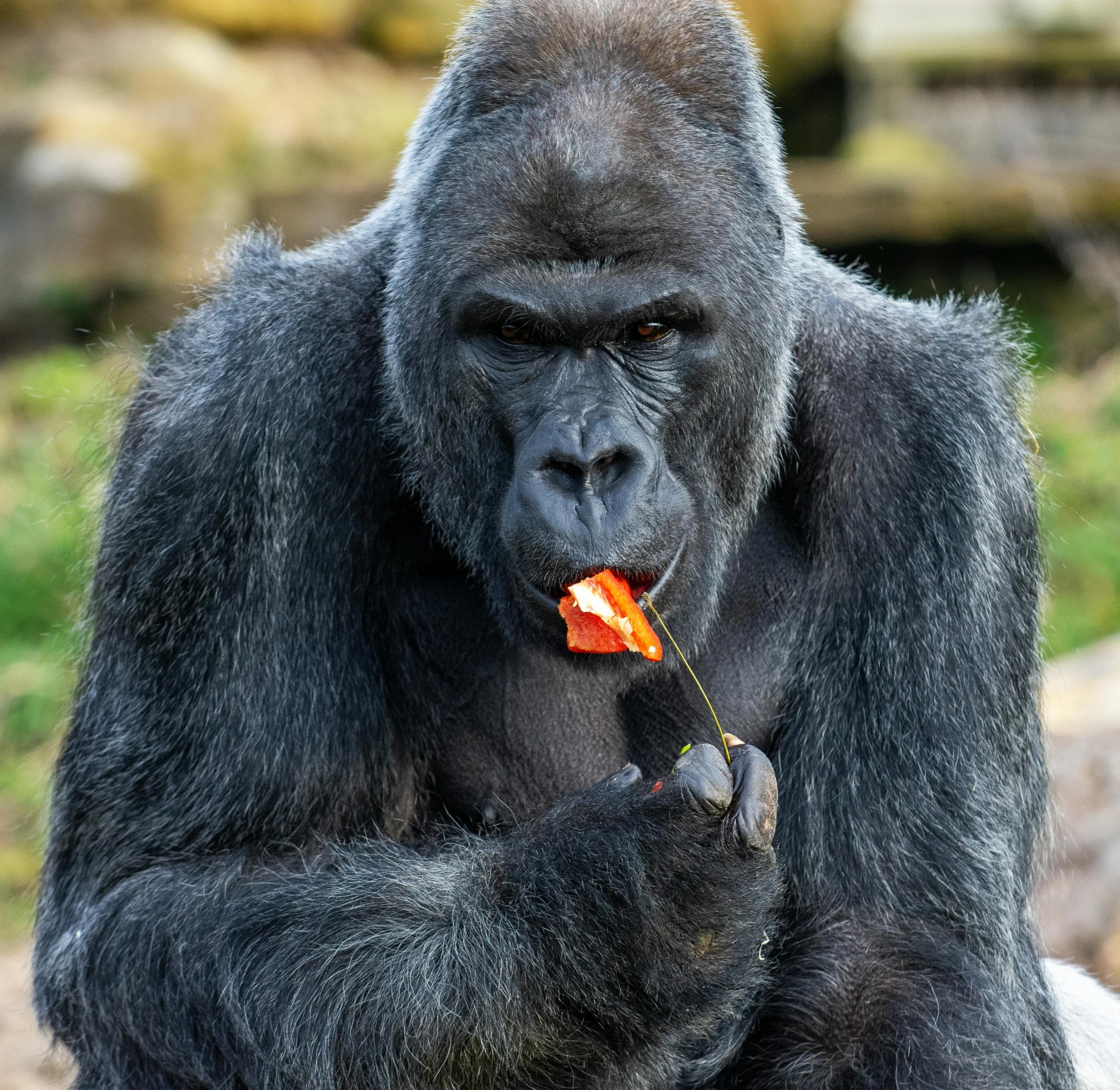 a big black gorilla eating soing with his hands