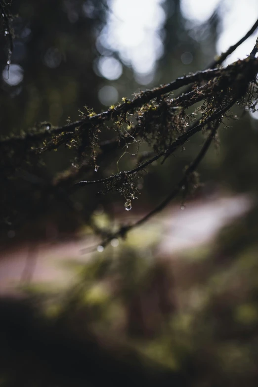 water droplets cover the nches of the tree