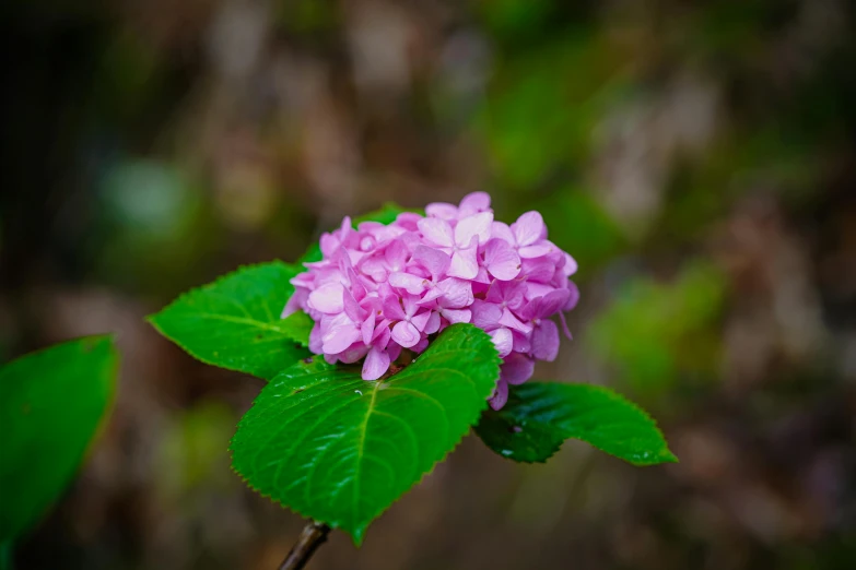 a bright pink and green flower with leaves