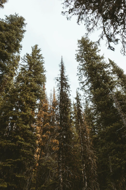 a forest filled with tall pine trees with one tree on the far side