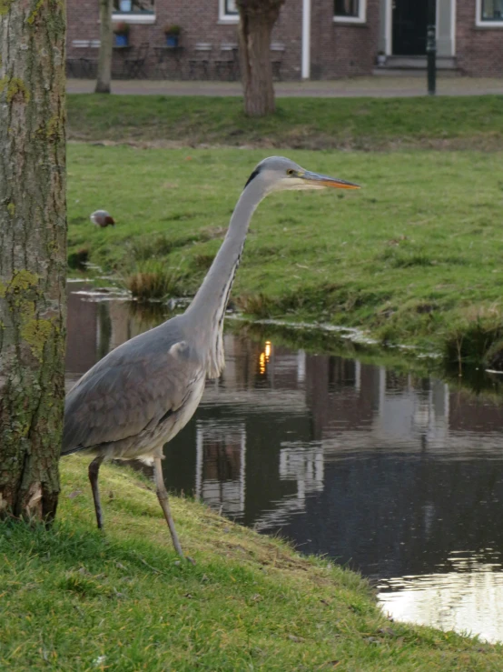 a bird standing by a body of water on the grass