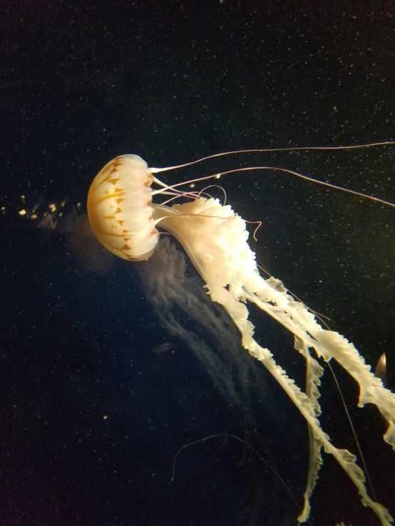 a large white jellyfish in its tank