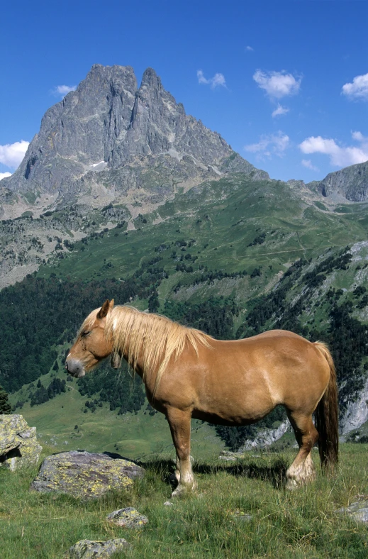 a horse stands at the base of a mountain