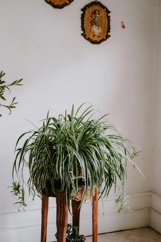 two green plants on small stools in front of white wall