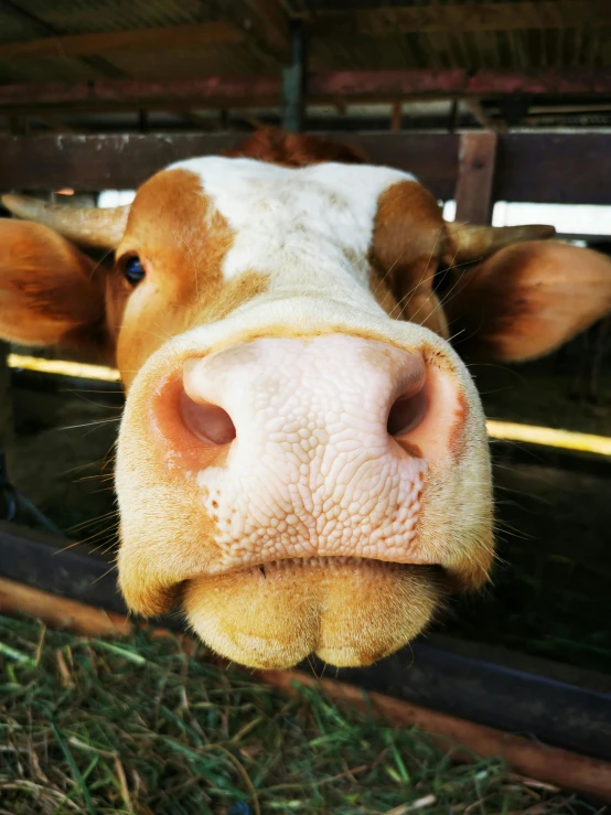 a brown and white cow's nose is poking through a fence