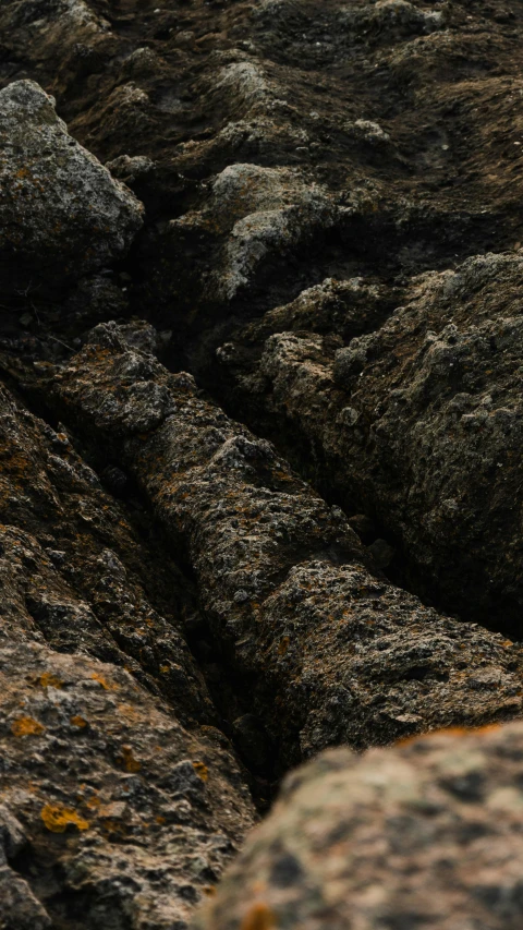 a bird sitting on a large rock covered in lichen