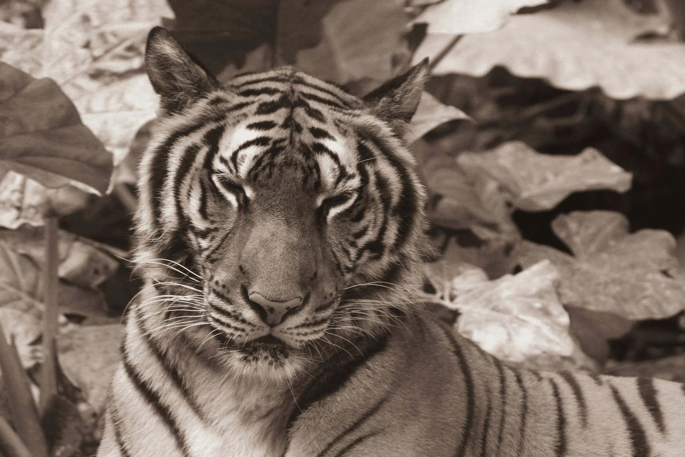 a close up of a tiger near leaves