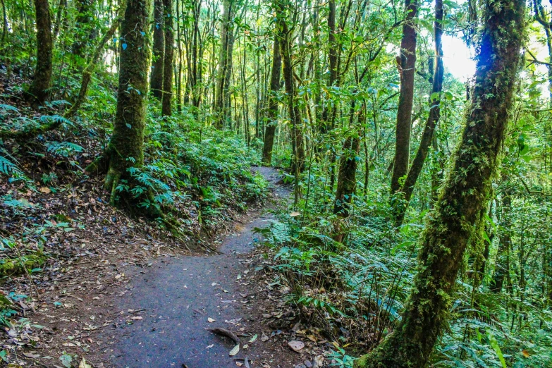 the trail is overgrown with trees and small bushes