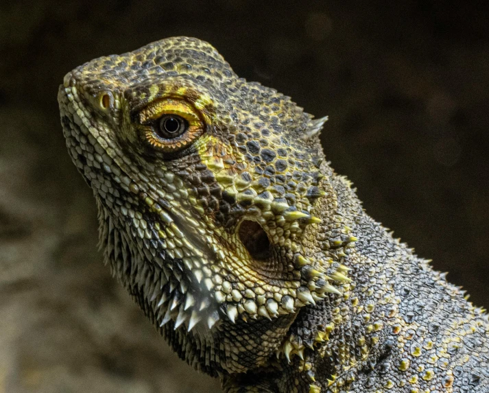 a large lizard with a black background and some yellow spots