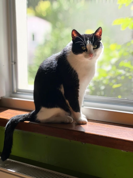 black and white cat sitting on a window sill