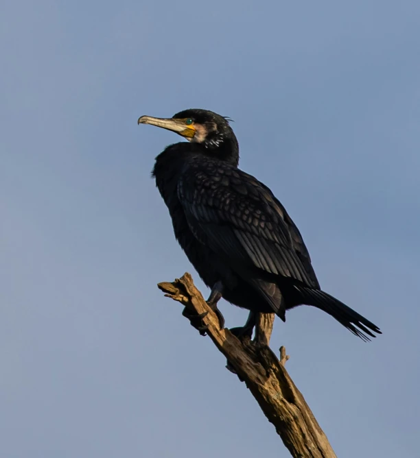 a large bird perched on top of a dead tree