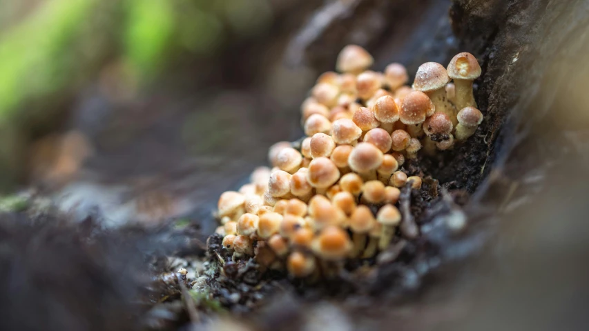 small mushrooms grow on the bark of a tree