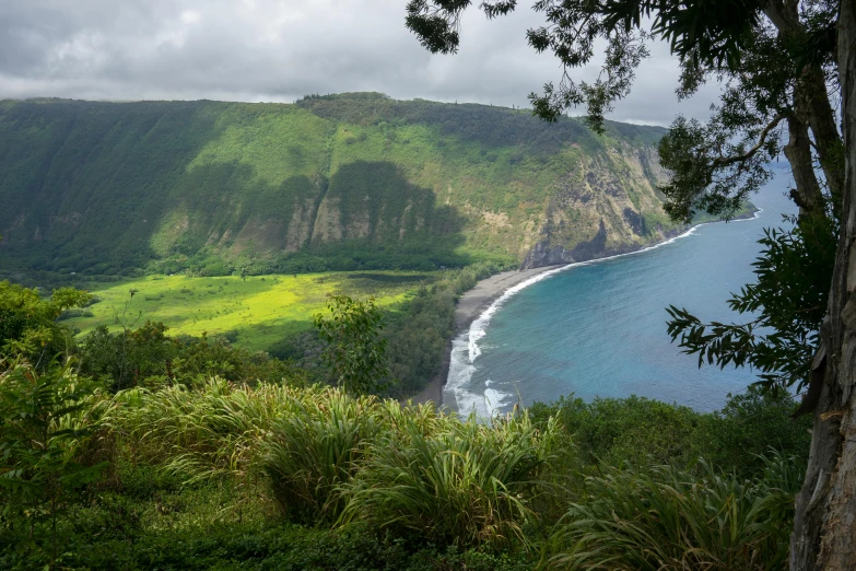 a tree standing next to the ocean with land around it