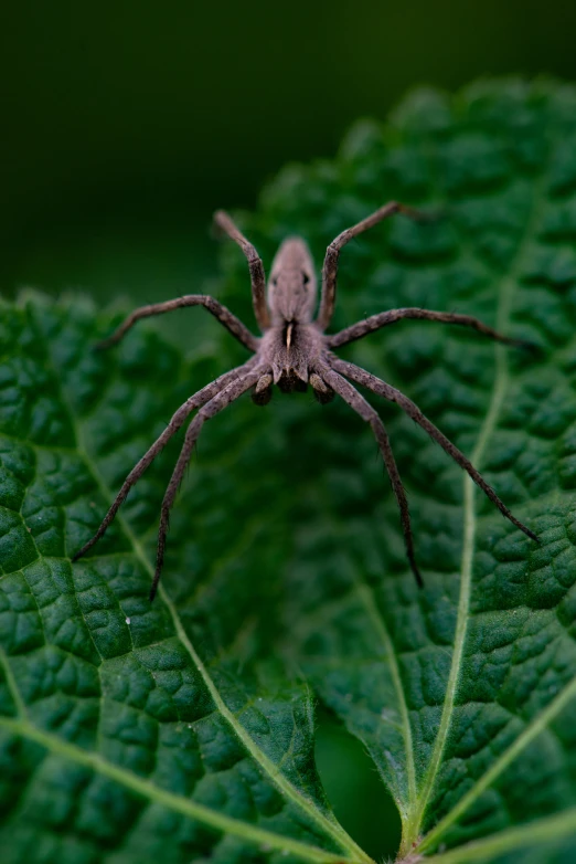 a spider sitting on the edge of a leaf