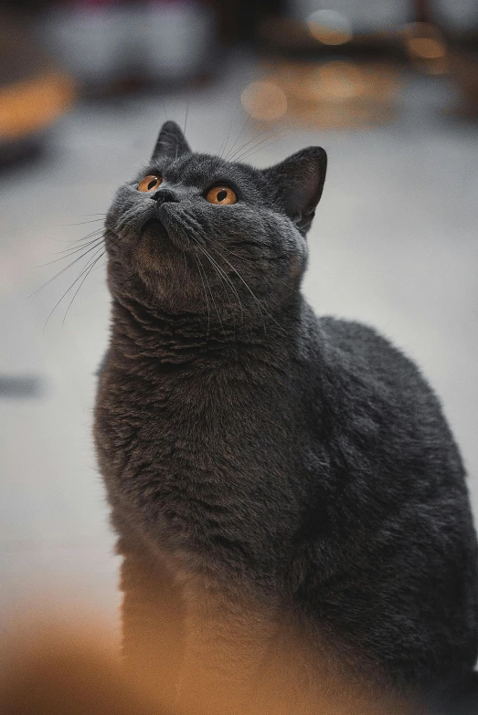 a gray cat sitting on the ground looking at soing in the distance