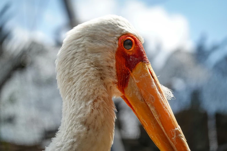 a very close up view of a large long necked bird