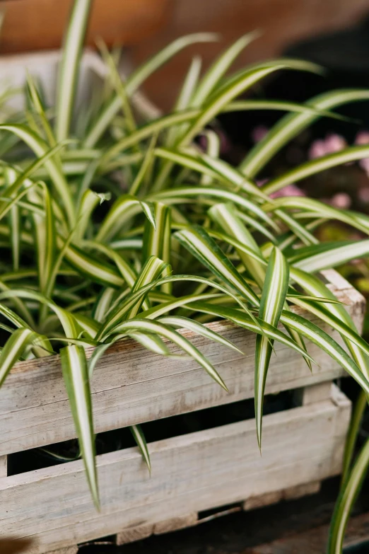 a row of plants sitting inside of a wooden crate