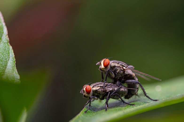 two fruit flys one with red eyes and one without