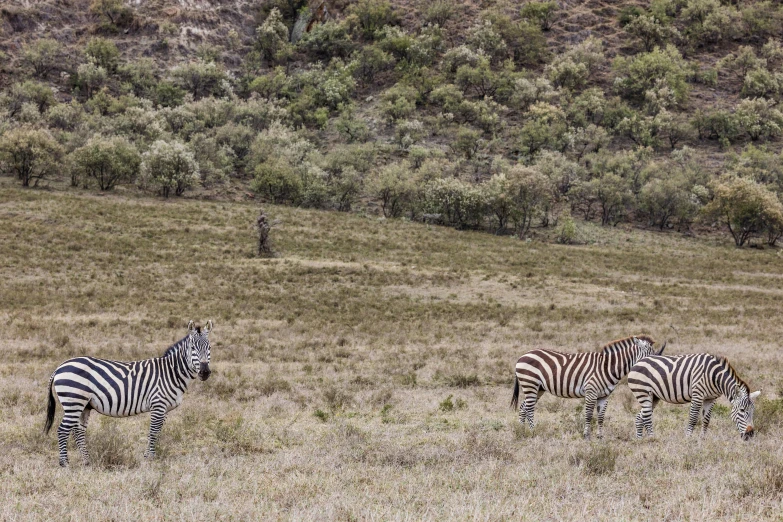 three zes in an open field of grass with trees in the background