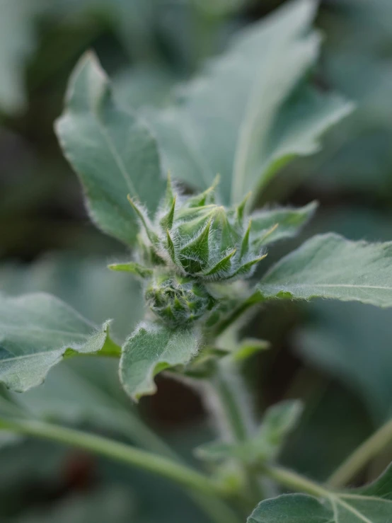 a green plant is seen with leaves on it