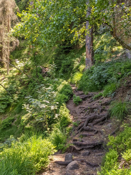 a trail that is leading up a grassy hill