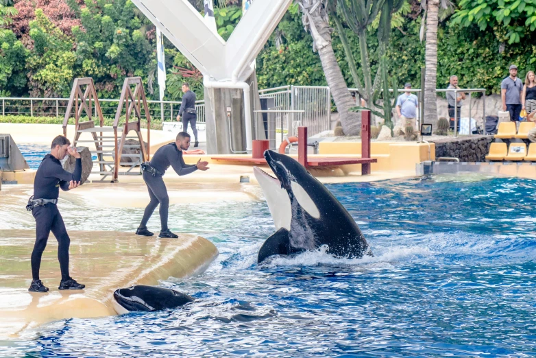 a man standing next to two orca whales in an enclosure