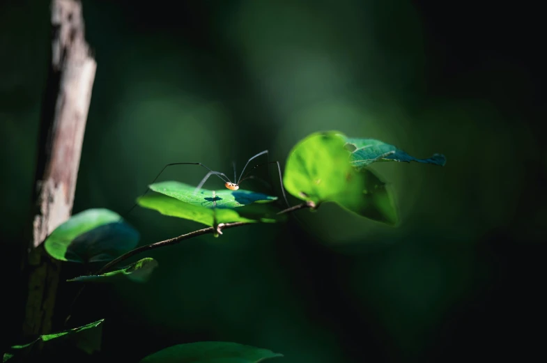 an insect is sitting on top of the leaf