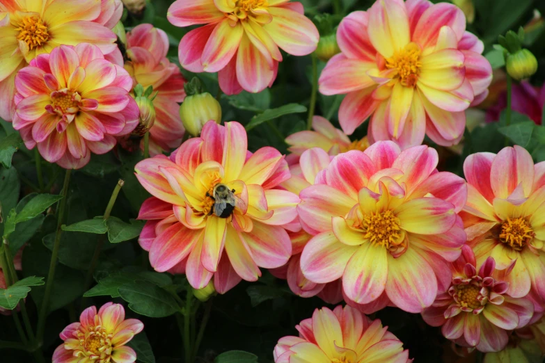 a flower with bees on it is blooming