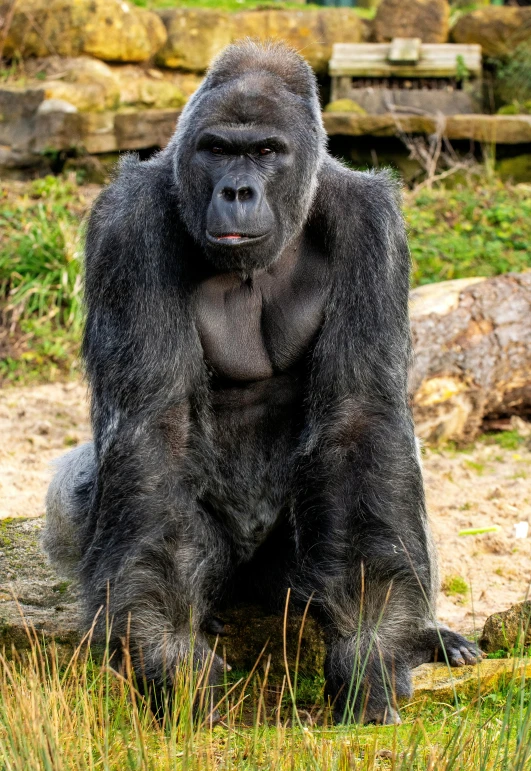 a large gorilla sits on a log in a field