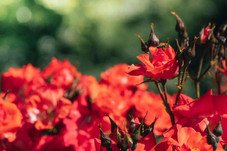 red flowers with green leaves on a sunny day