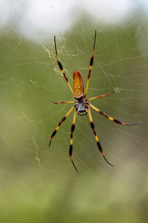 an orange and yellow spider is on its web