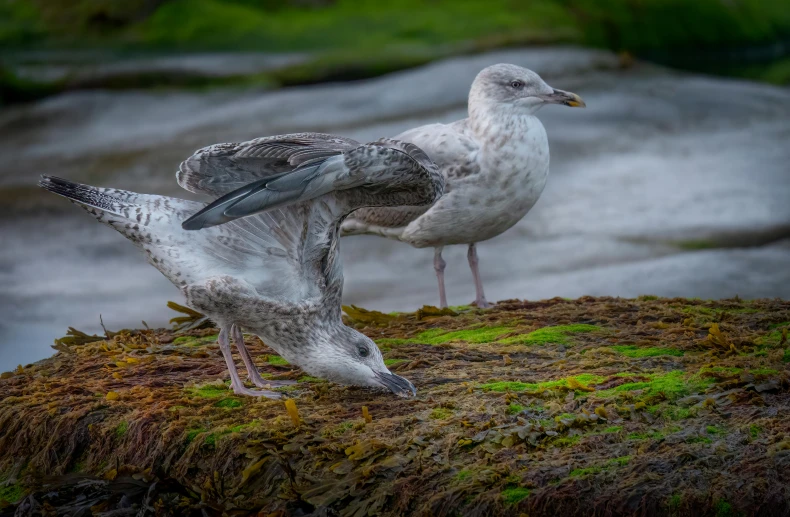 two birds sit on top of the rocks