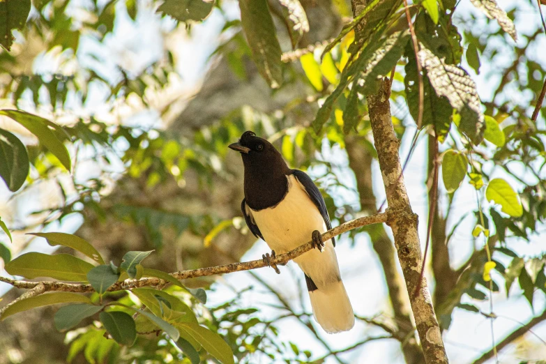 a bird sits on the nch of a tree