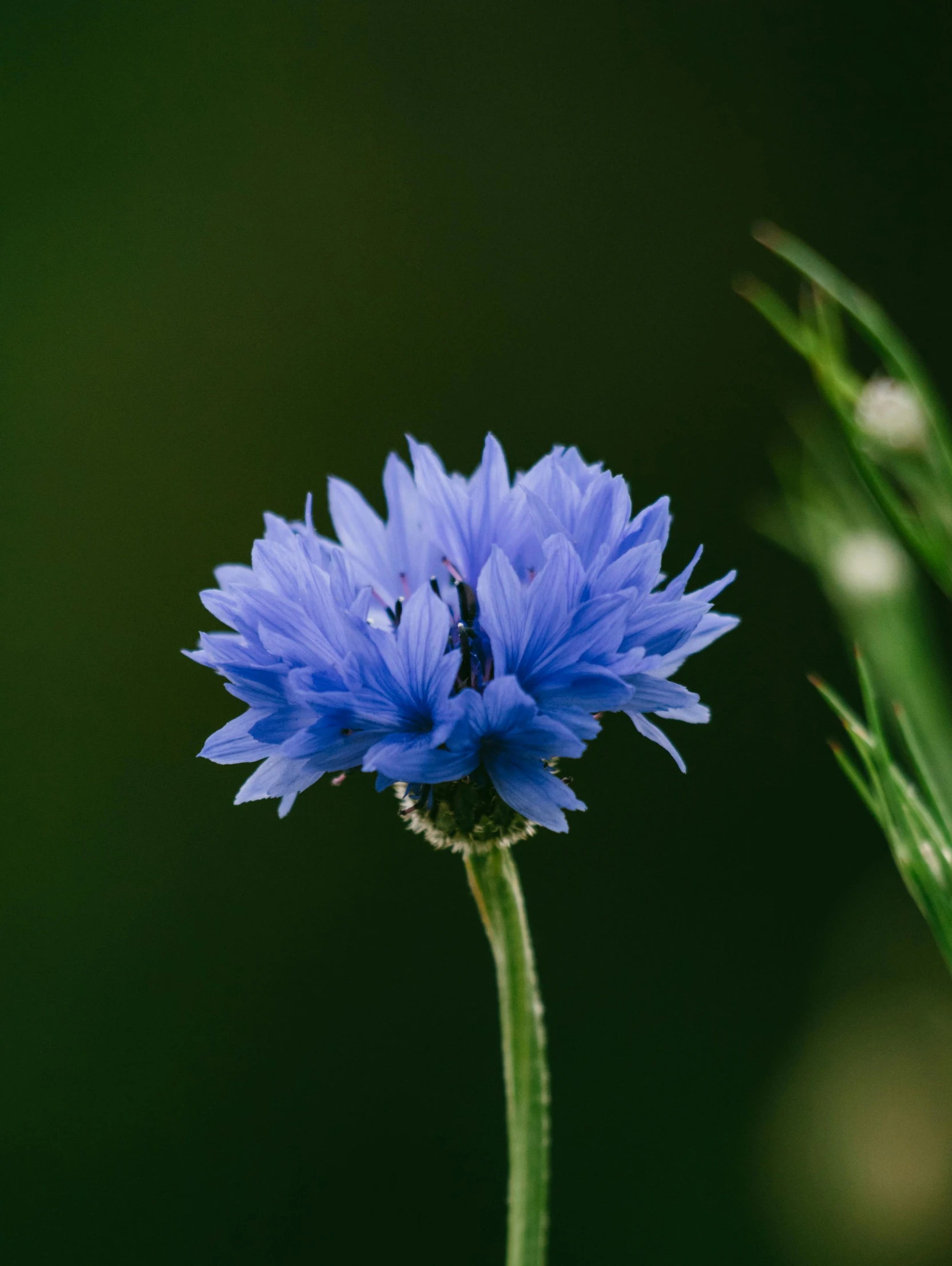 a large blue flower sitting on top of a green plant