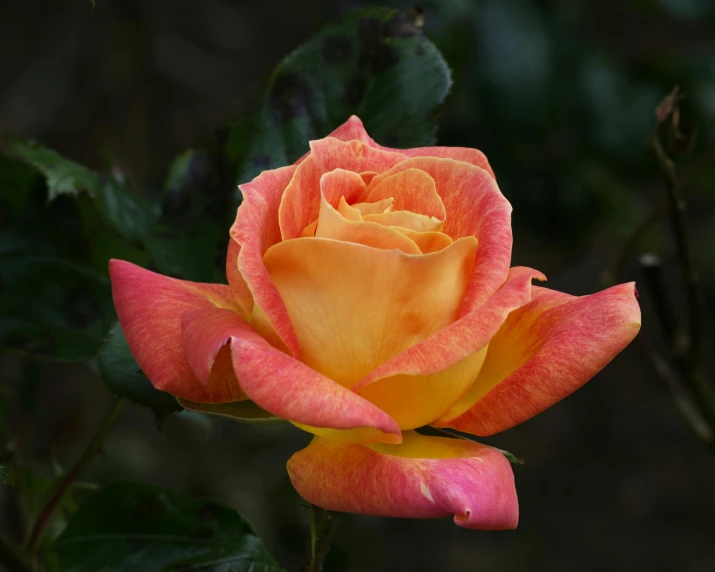 a bright peach rose is surrounded by yellow flowers