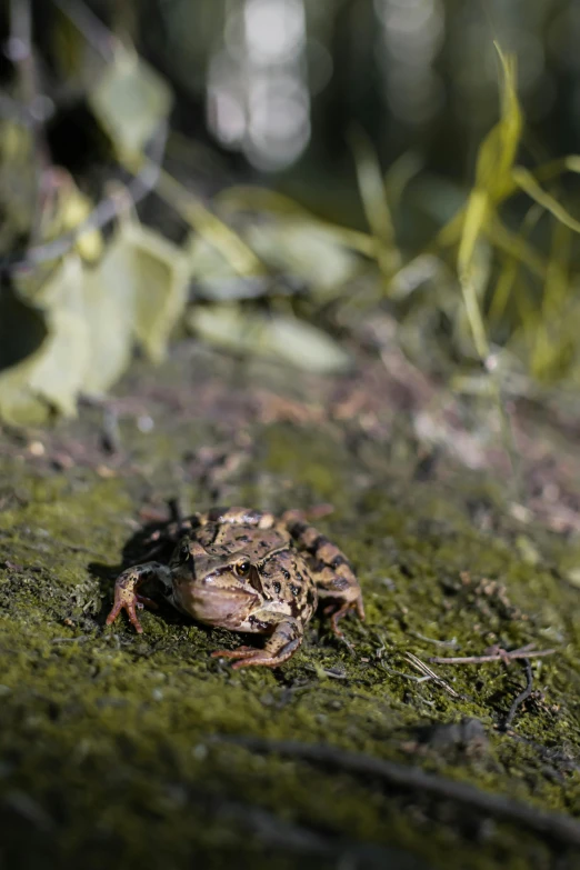 a frog that is standing in the dirt