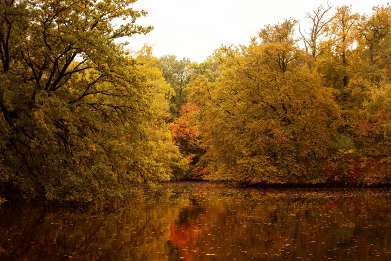 trees that are in the woods near a lake