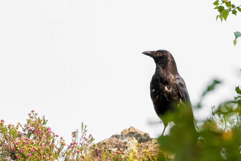 a black bird sitting on top of a tree filled hill