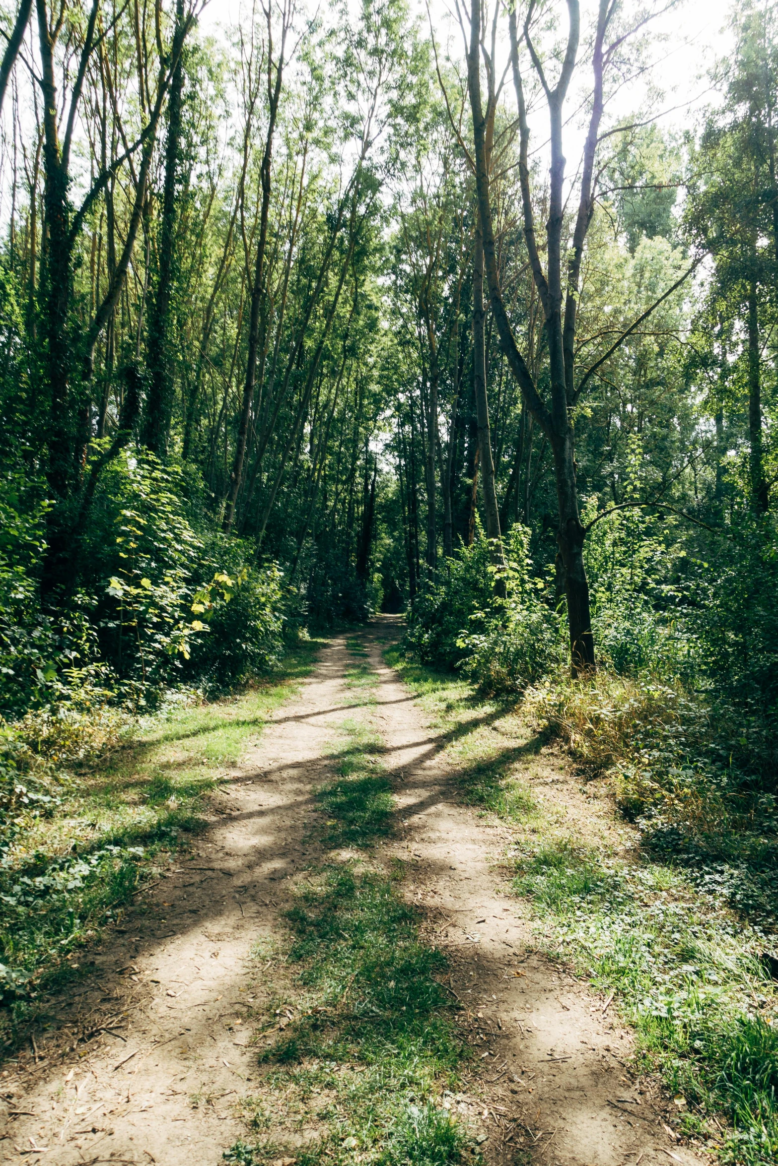 a dirt path in the woods with lots of trees